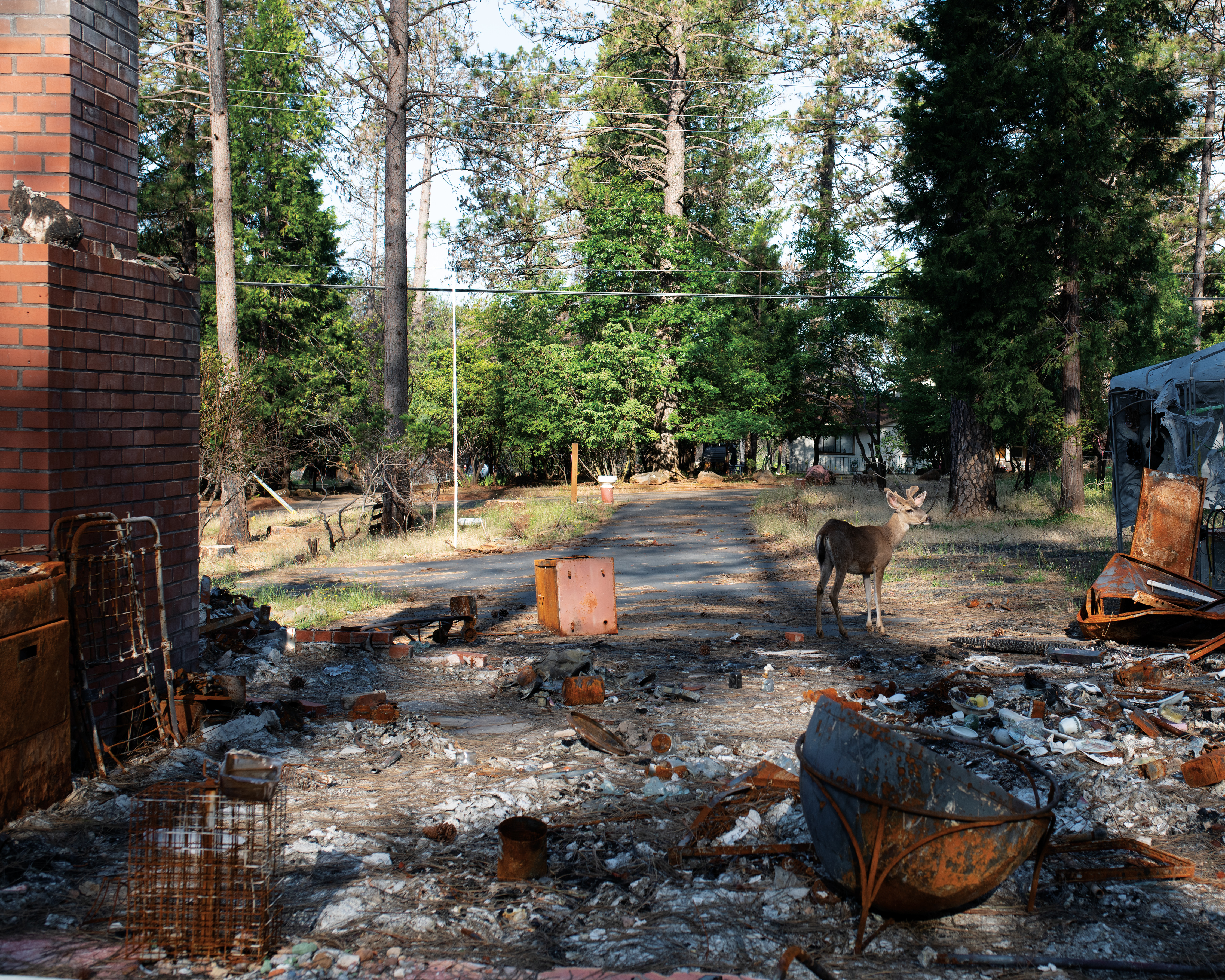 Overlooked climate-change danger: Wildfire smoke – Harvard Gazette